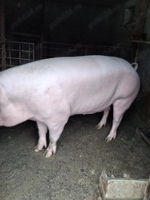 Disponibilă  - imagine 2