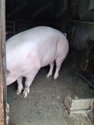 Disponibilă  - imagine 3