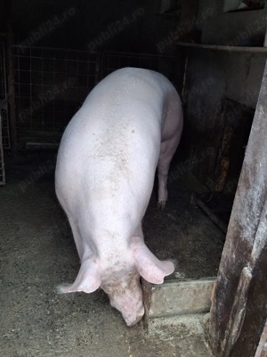 Disponibilă  - imagine 4