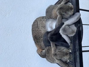 Femelă berbec german cu pui