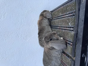 Femelă berbec german cu pui - imagine 2