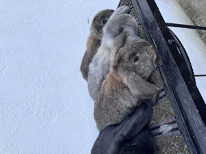 Femelă berbec german cu pui - imagine 3