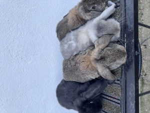 Femelă berbec german cu pui - imagine 4