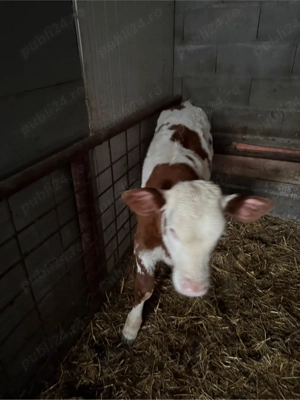 vand vitea baltata 11 saptamani 