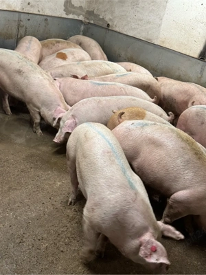 Porci si Șoldani - imagine 2