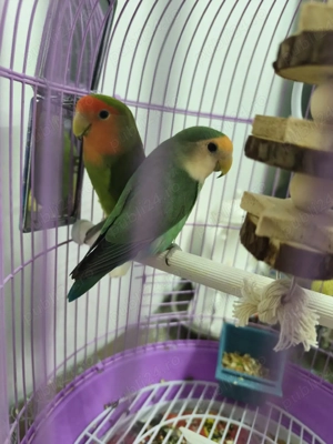 papagali amorezi  - imagine 3