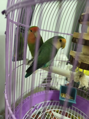 papagali amorezi  - imagine 4