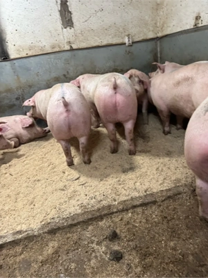 Porci si Șoldani - imagine 3