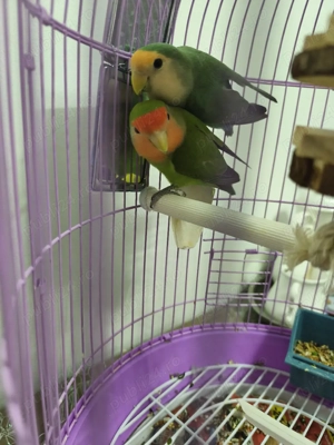 papagali amorezi  - imagine 2