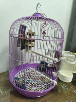 papagali amorezi  - imagine 5