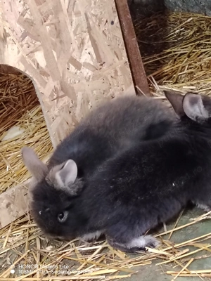 Iepuri de vânzare  - imagine 2