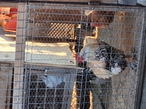 Cocos cu barba de vanzare