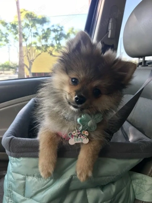 pui de pomeranian  - imagine 4