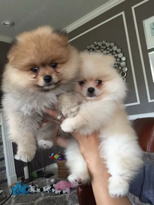  pui de pomeranian 