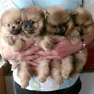 pui de pomeranian 