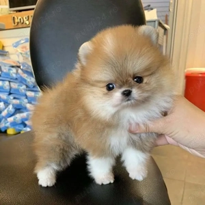  pui de pomeranian  - imagine 2
