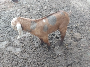 Iezi anglonubieni de vânzare - imagine 2