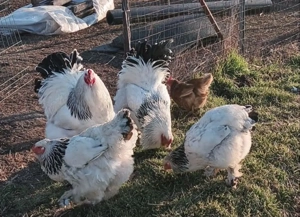 Vând ouă brahma - imagine 2