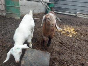 Iezi anglonubieni de vânzare - imagine 4