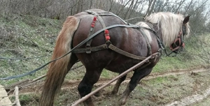 armasar de vânzare  - imagine 3