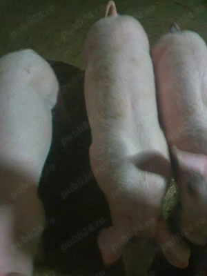 Porci de vânzare  - imagine 2