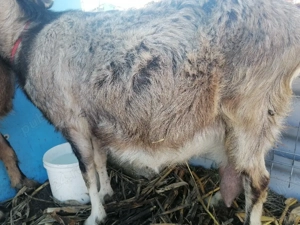 Vând 2 capre bune delapte preț 2000 lei - imagine 4