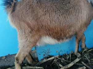 Vând 2 capre bune delapte preț 2000 lei - imagine 5