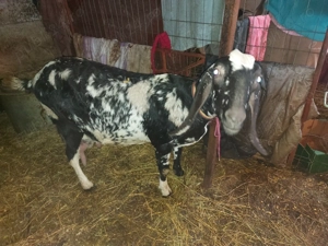 Capră anglonubiană de vânzare - imagine 2