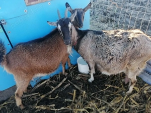 Vând 2 capre bune delapte preț 2000 lei - imagine 2