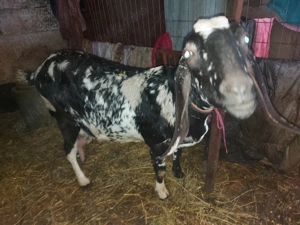 Capră anglonubiană de vânzare - imagine 4