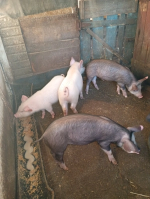 Vând purcei de 12 săptămâni 300 lei bucata 