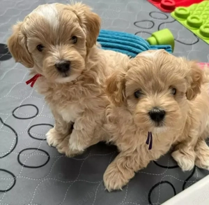 pui de Maltipoo 