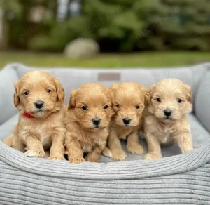 pui de maltipoo  - imagine 4