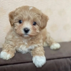  pui de Maltipoo  - imagine 5