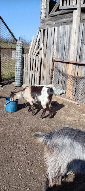 Vând capre tinere cu iezi și un tap - imagine 3