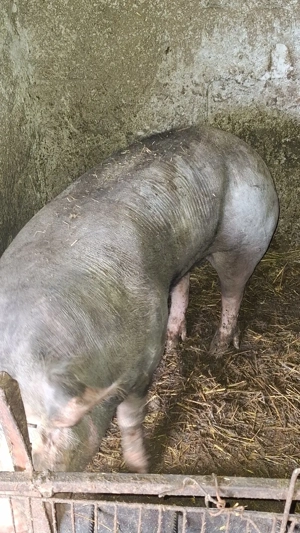 de vinzare scroafa pietran belgian pur montata  - imagine 3