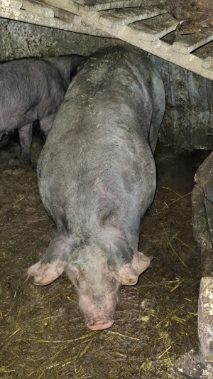 de vinzare scroafa pietran belgian pur montata  - imagine 2