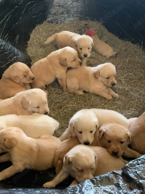 pui de Labrador  - imagine 2