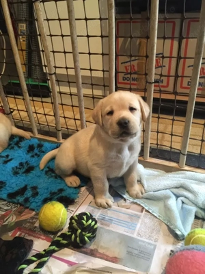 pui de Labrador  - imagine 4