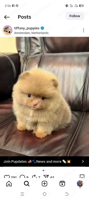  pui de pomeranian  - imagine 4