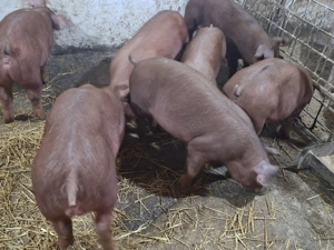 Duroc rasa pura 35 40 kg
