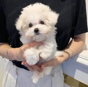 pui de Maltez  - imagine 4