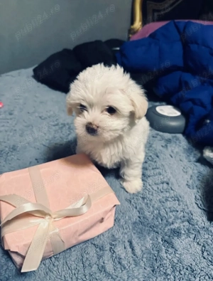 Vand bichon maltez talie mica 6 saptamani fetita