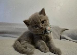 British shorthair 