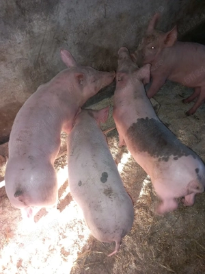 purcei de 10 saptamani 