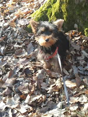 Fetita Yorkshire Terrier - imagine 2