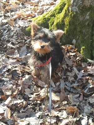 Fetita Yorkshire Terrier