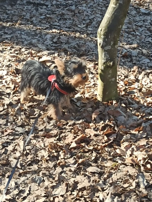 Fetita Yorkshire Terrier - imagine 4