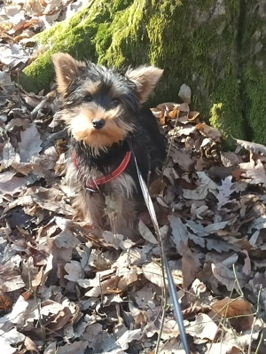 Fetita Yorkshire Terrier - imagine 3