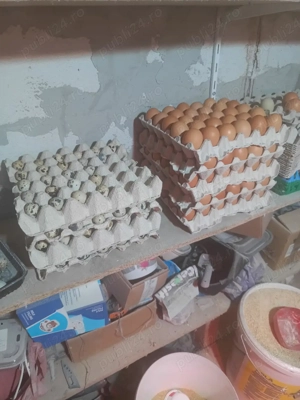 Oua si prepelita Polare Gicand + custi  - imagine 2